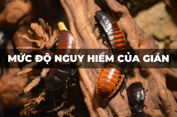 Mức độ nguy hiểm của gián?